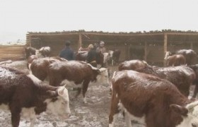 Монгол мал үндэсний хөтөлбөр булган аймагт хэрэгжиж байна