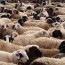 Ноосны урамшуулал  малчдын нэрийн дансанд орж эхэллээ