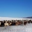 А.Сүхбат:  Малын хулгайг шийдэж ялыг чангатгах цаг нь болсон